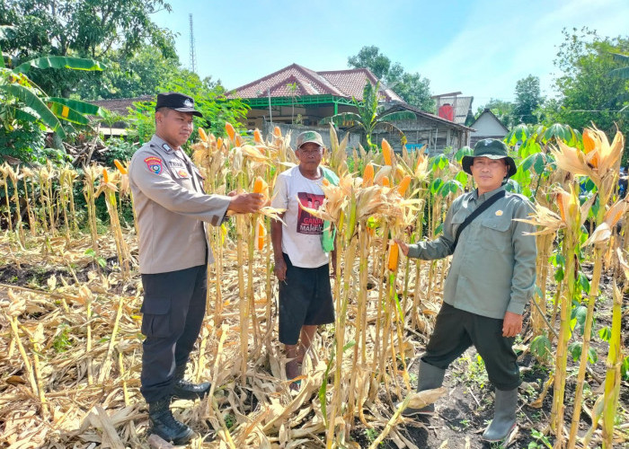 Bhabinkamtibmas Widodaren Monitoring Tanaman Jagung, Dukung Ketahanan Pangan Warga