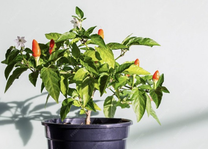 Cara Rawat Tanaman Cabai di Pot agar Berbuah Lebat dan Terhindar dari Hama Patek   