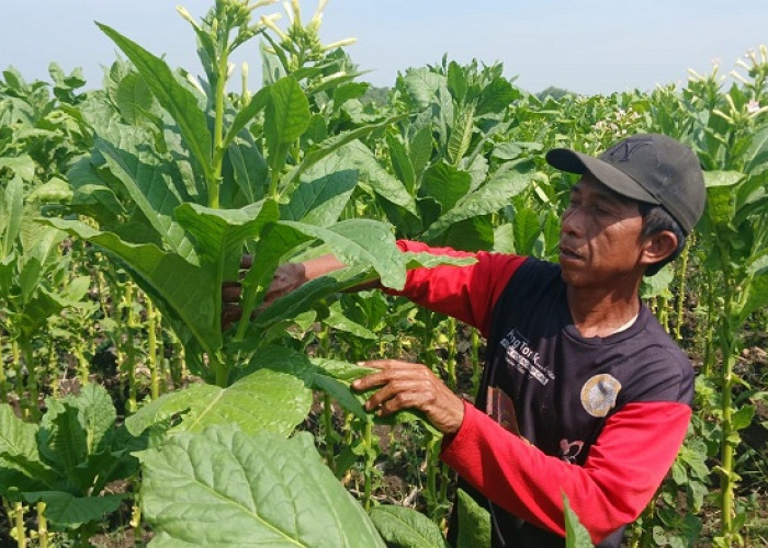 Petani Tembakau Madiun Tunda Tanam Akibat Kemarau Basah