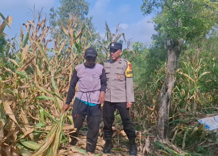 Bhabinkamtibmas Bringin Cek Lahan Jagung, Perkuat Ketersediaan Pangan di Ngawi                                