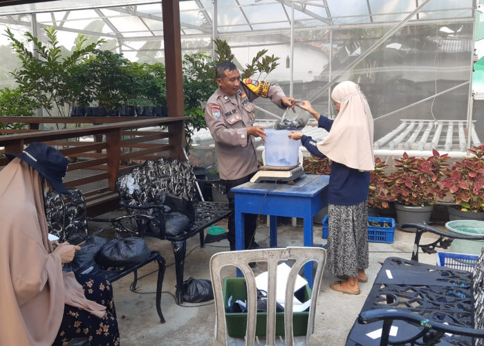 Sinergi Polsek Krembangan dan KWT Dorang Cinta Panen 90 Kg Lele, Dukung Ketahanan Pangan Nasional