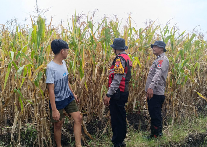 Dukung Swasembada Pangan, Polisi Cek Lahan Jagung Siap Panen di Balongbendo Sidoarjo