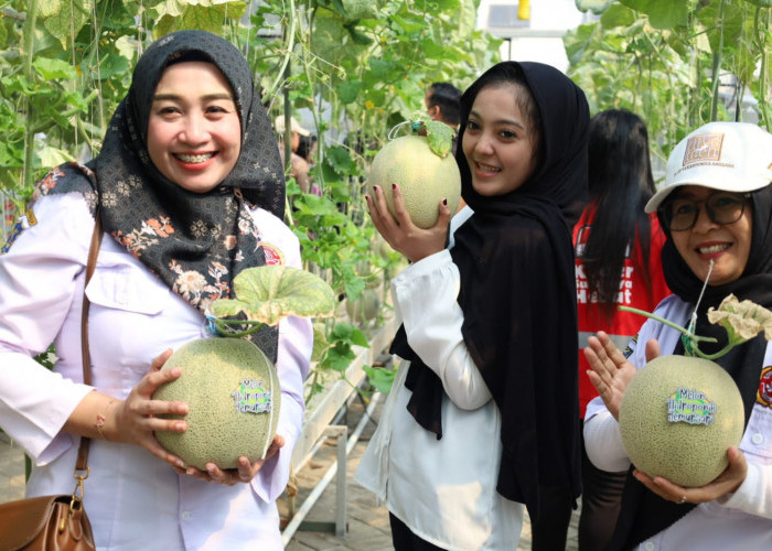 Urban Farming Melon di Lahan Fasum Berbuah Manis, Poktan Jemurwonosari Panen 325 Melon