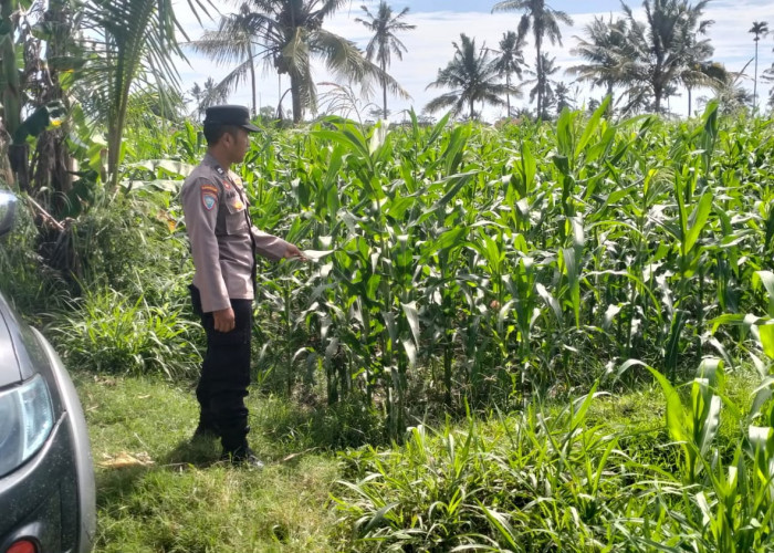Kawal Asta Cita, Bhabinkamtibmas Polsek Pasirian Cek Perkembangan Tanaman Jagung Warga