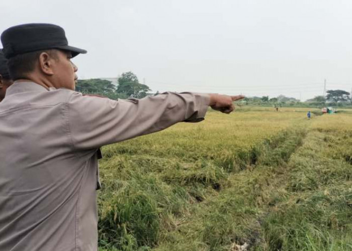 Polsek Tandes Dukung Panen Raya Padi di Banjarsugihan Surabaya