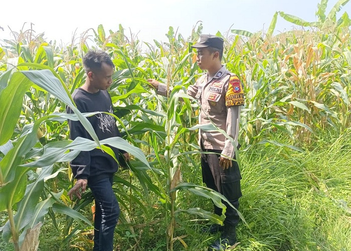 Polsek Tarik bareng Petani Kelola Lahan Jagung Wujudkan Swasembada Pangan