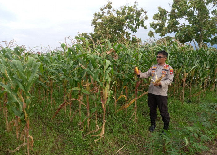 Dukung Swasembada Pangan, Polsek Krembung Intensifkan Pendampingan Lahan Jagung