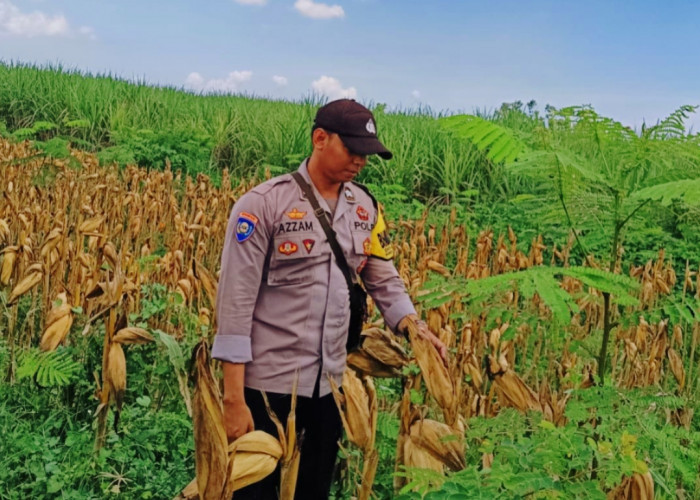 Dukung Ketahanan Pangan, Polsek Tekung Lumajang Turun Langsung Dampingi Petani Jagung