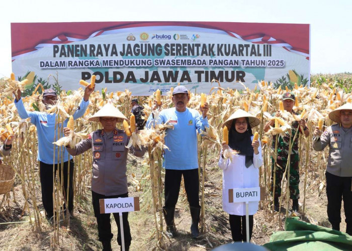 Komitmen Ketahanan Pangan Nasional, Kapolda Jatim Bersama Forkopimda Banyuwangi Gelar Panen Jagung Serentak