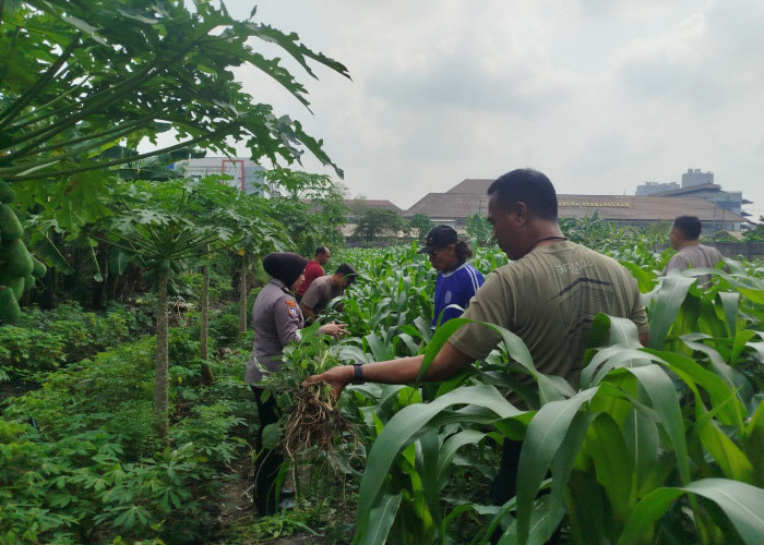 Dukung Swasembada Pangan, Bhabinkamtibmas Polsek Waru Pantau Pertumbuhan Jagung di Bungurasih