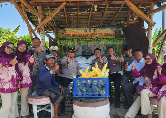 Sokong Program Asta Cita, Polsek Kenjeran Panen Raya 1,8 Ton Jagung Manis di Tambak Wedi