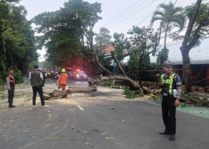Satlantas Polres Kediri Kota Evakuasi Pohon Tumbang Dan Atur Lalu Lintas