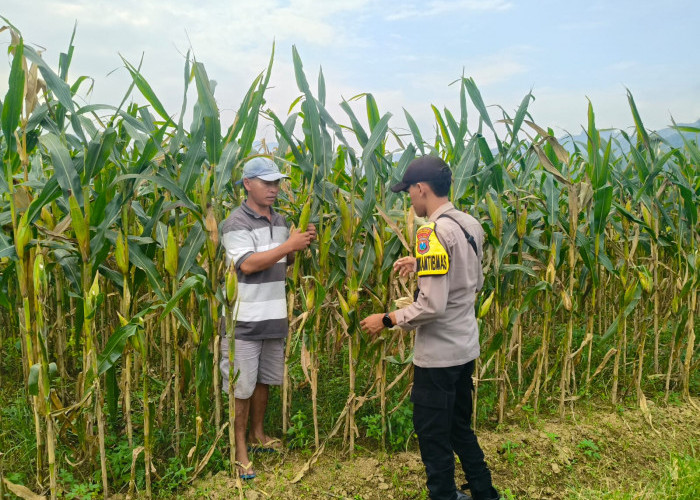 Polsek Tempursari Pantau Pertumbuhan Jagung dan Serap Kendala Petani di Desa Tempurejo