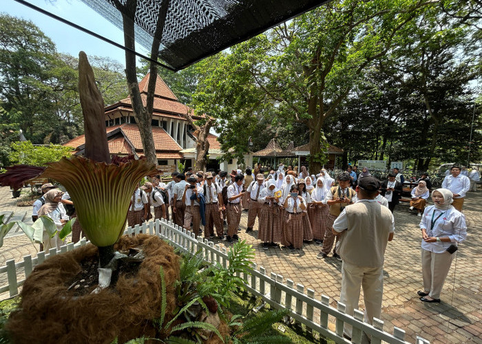 Bunga Bangkai Mekar Sempurna di Kebun Raya Purwodadi