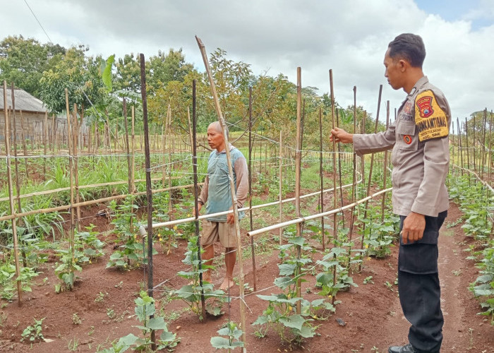 Dukung Petani Timun, Bhabinkamtibmas Polres Ngawi Aktif Monitoring Ketahanan Pangan di Desa Kuniran 