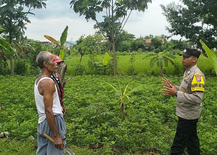 Dukung Ketahanan Pangan Warga, Bhabinkamtibmas Kwadungan Monitoring Kacang Tanah dan Singkong