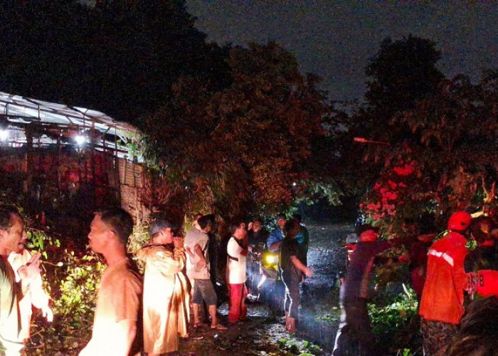 Hujan dan Angin Kencang Tumbangkan 7 Pohon di Gresik Kota, Sempat Tutup Jalan Raya