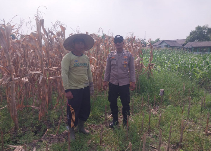 Motivasi Petani Desa Lebo, Polisi Pastikan Perkembangan Jagung Penuhi Swasembada Pangan