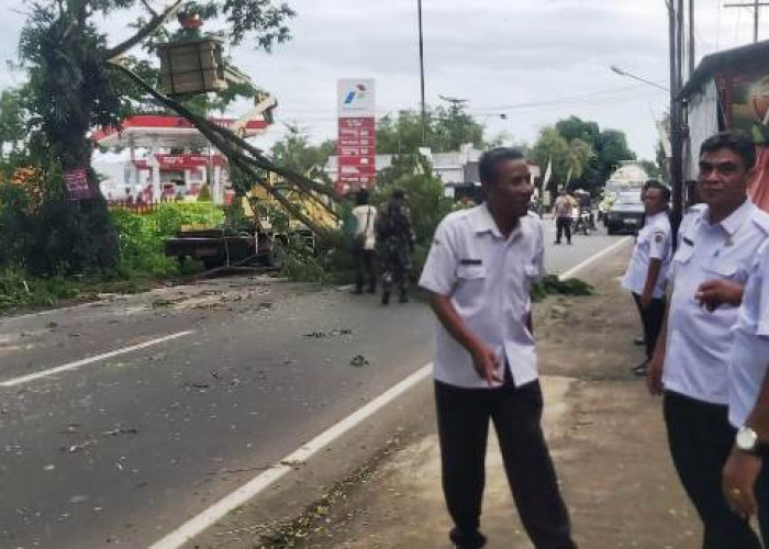  DLH Tulungagung Pangkas Pohon di Jalan Raya Karangrejo Demi Keamanan Musim Hujan