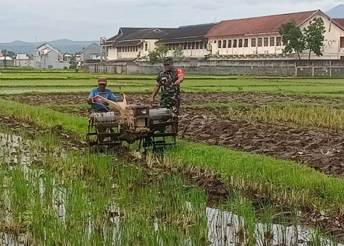 Dampingi Petani, Babinsa Pulo Berikan Motivasi Dalam Meningkatkan Produksi Padi