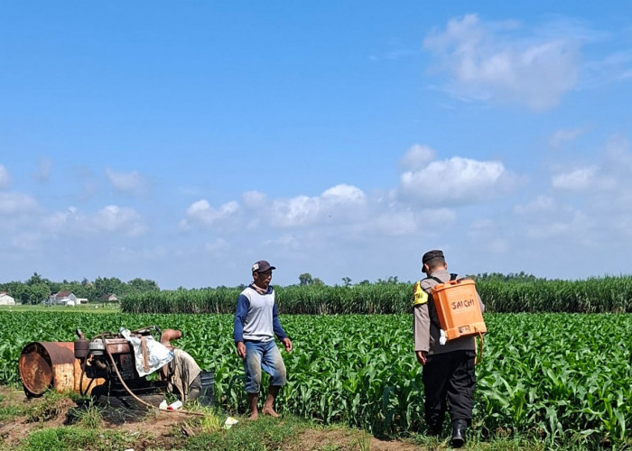 Lebih Dekat dengan Petani, Bhabinkamtibmas Desa Cerme Berikan Pendampingan Perawatan Tanaman Jagung