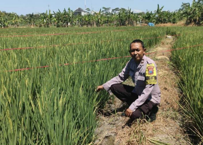 Polsek Benowo Pantau Ketahanan Pangan di Wilayah Hukumnya