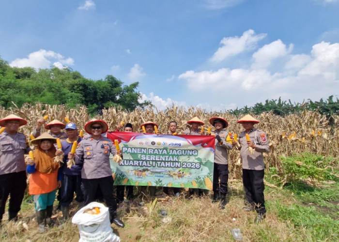 Panen Jagung, Polsek Balongbendo Dukung Ketahanan Pangan di Sidoarjo