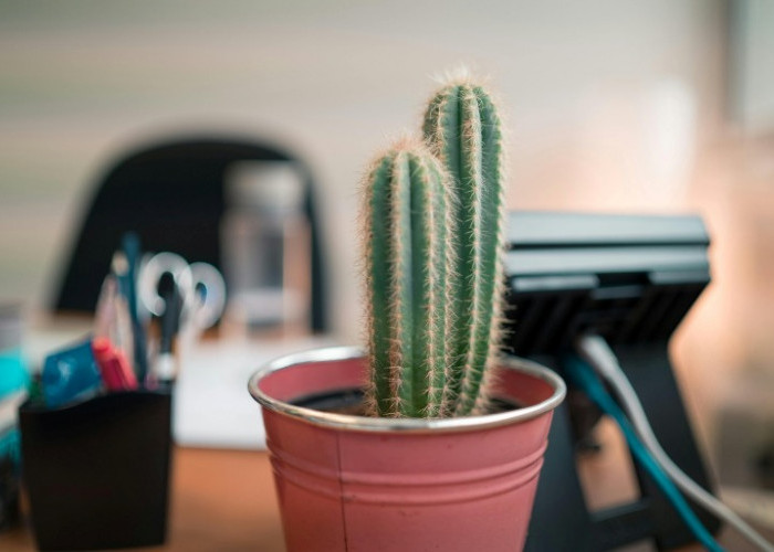 Meja Kerja Lebih Hidup, Ini 5 Tanaman Hias Mini yang Wajib Dicoba