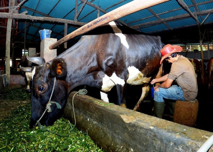 Dapatkan Fasilitas Pembiayaan dan Transaksi BRI, Klaster Susu di Ponorogo Tingkatkan Kapasitas Produksi