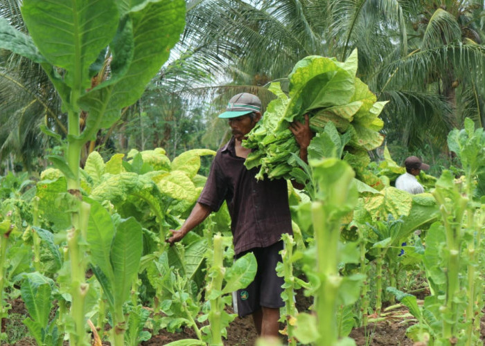 Satu-satunya di Indonesia, Tembakau Cerutu Jember Kini Jadi Pemain Tunggal di Pasar Global
