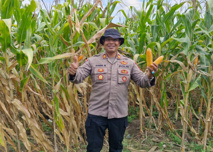 Polsek Balongbendo Dukung Program Ketahanan Pangan Lewat Pendampingan Panen Jagung