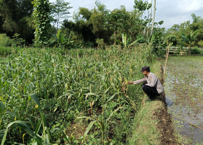 Dukung Asta Cita, Polsek Kedungjajang Pastikan Pertumbuhan Lahan Jagung Warga Optimal