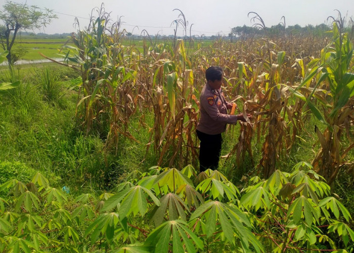 Polsek Prambon Dampingi Petani, Pastikan Tanaman Jagung Siap Dukung Swasembada Pangan
