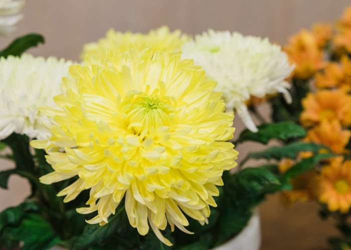 Cek Karaktermu! Ini Makna Bunga Bulan Lahir yang Gambarin Kepribadianmu