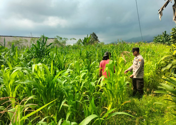 Dukung Ketahanan Pangan, Bhabinkamtibmas Polsek Nongkojajar Dampingi Petani Jagung