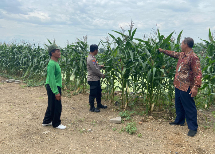 Polisi di Krembung Rawat Tanaman Jagung untuk Dukung Swasembada Pangan