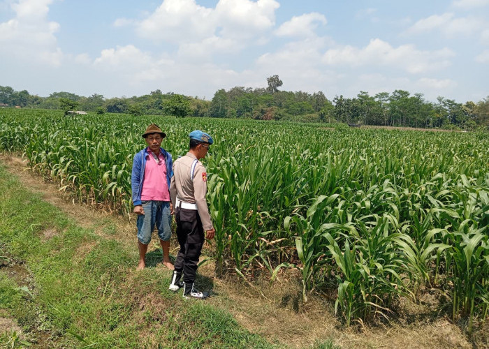 Kawal Program Asta Cita, Bhabinkamtibmas Polsek Sumbersuko Serap Aspirasi Petani Jagung di Desa Kebonsari