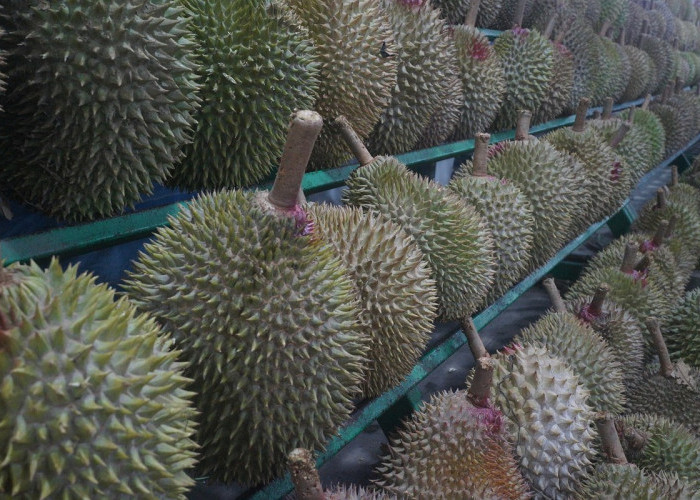 Benarkah Kaya Nutrisi dan Berkhasiat? Berikut Adalah Manfaat dari Durian