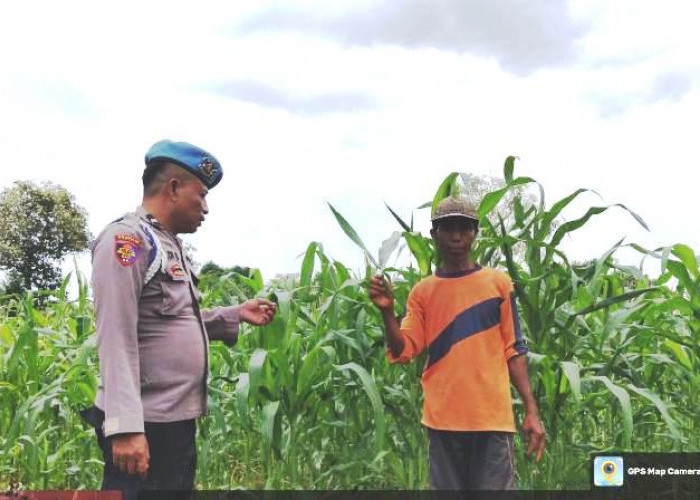 Target Produksi Maksimal, Polsek Kwanyar Sambangi Petani Jagung Desa Ketetang