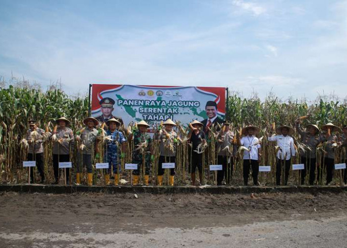 Dukung Swasembada Pangan, Polres Jombang Panen Raya Jagung Tahap I