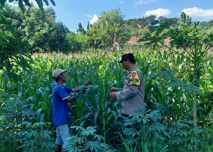 Bhabinkamtibmas Sonorejo Dampingi Petani Secara Intensif, Dukung Program Swasembada Pangan Nasional