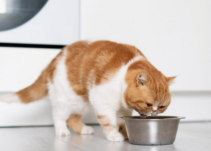 Ternyata Ini Penyebab Kucing Selalu Menyisakan Makanannya