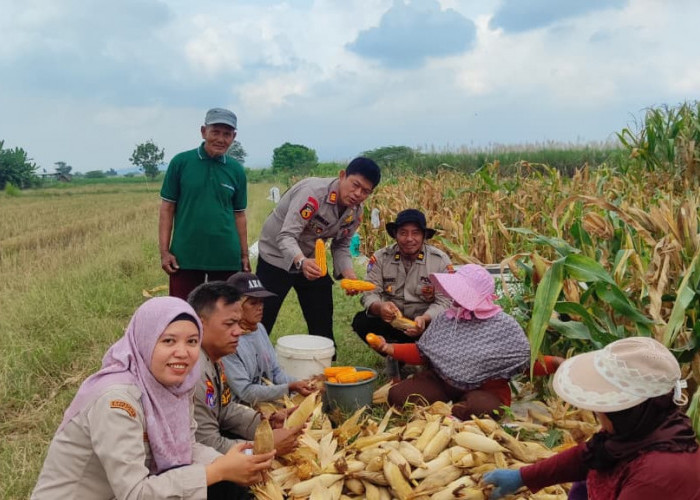 Polsek Tanggulangin Dukung Ketahanan Pangan, Panen Jagung di Desa Randegan