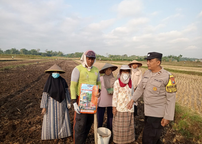 Benih Unggul, Harapan Panen Melimpah: Bhabinkamtibmas Kedawung Dampingi Petani Tanam Jagung
