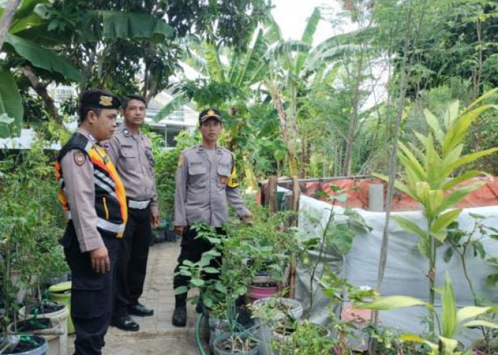 Inovasi Pertanian Urban, Polsek Mulyorejo Hasilkan Sayuran Segar di Tengah Kota