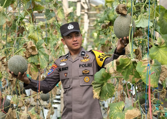 Bhabinkamtibmas Ambulu dan Petani Bersinergi Wujudkan Ketahanan Pangan