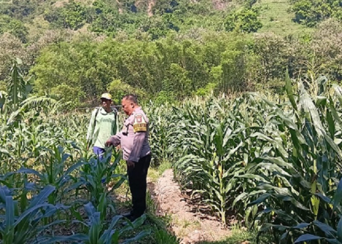 Sambang Persawahan Kalipang, Bhabinkamtibmas Motivasi Petani Dongkrak Produktivitas Jagung