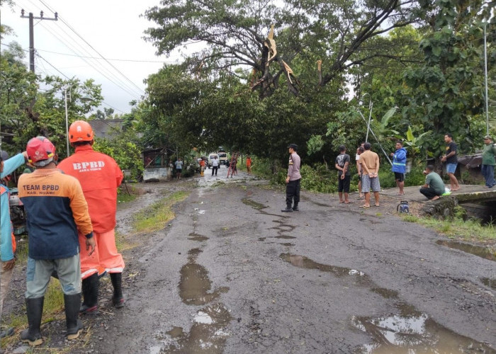 Aksi Sigap Polisi Ngawi, Evakuasi Pohon Tumbang demi Kelancaran Jalur Kedunggalar-Jogorogo