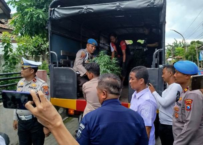 Rumah Greenhouse Ganja di Mojongapit Jombang Dikira Kosong Bertahun-tahun