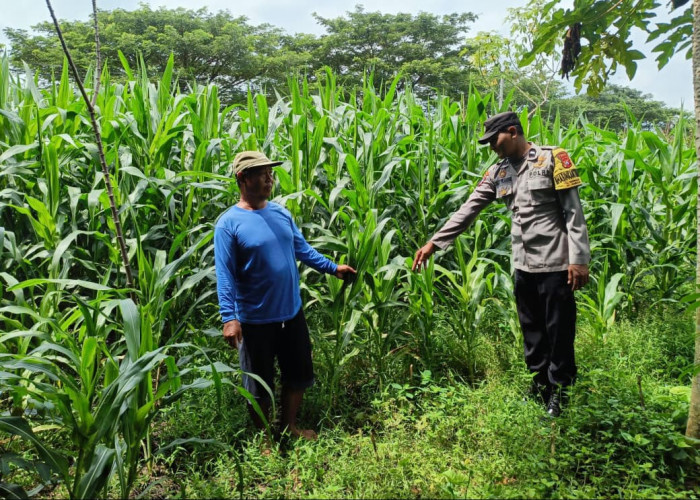 Bhabinkamtibmas Kedunggalar Monitoring Jagung dan Cabai, Dukung Ketahanan Pangan Warga